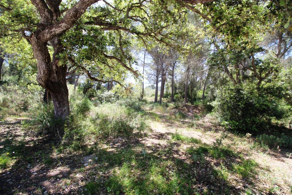 Bonita finca en Término de Felanitx