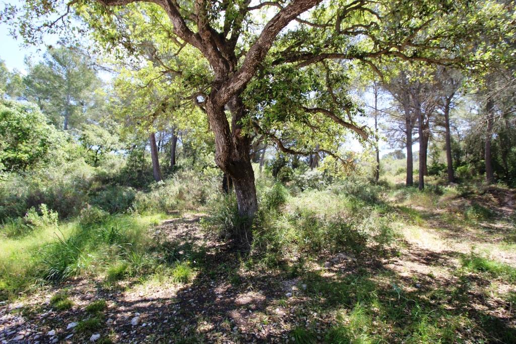 Bonita finca en Término de Felanitx