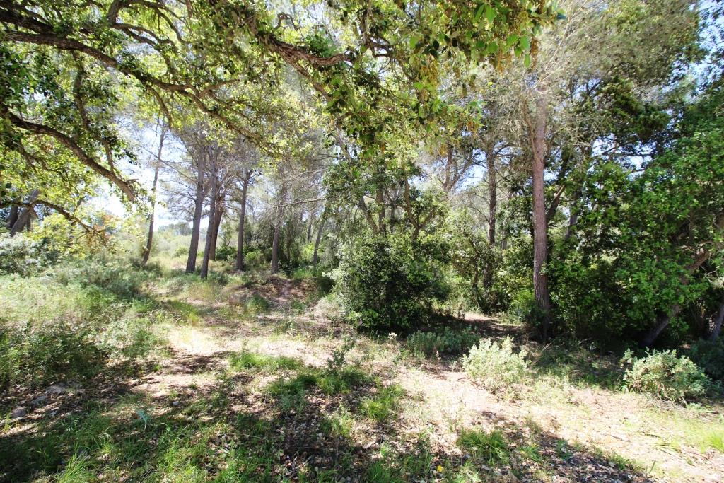 Bonita finca en Término de Felanitx