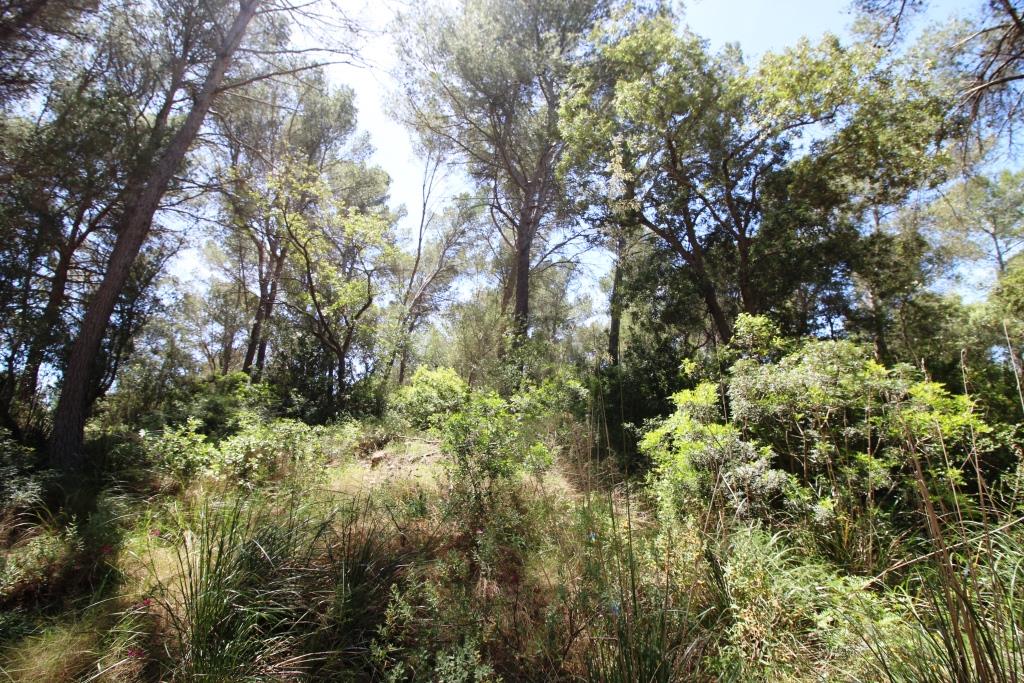 Bonita finca en Término de Felanitx