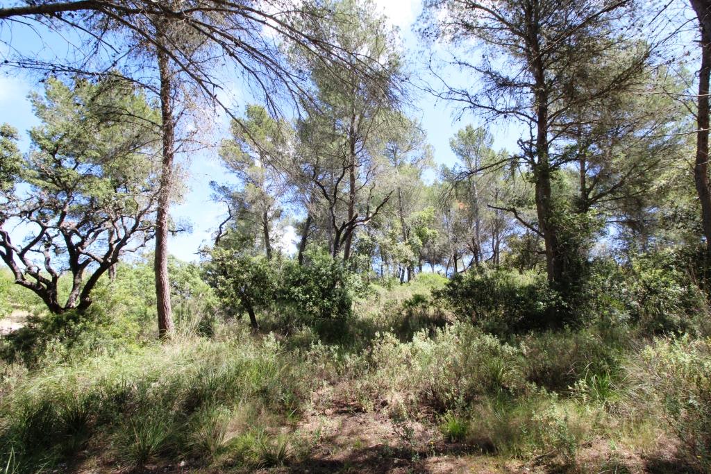 Bonita finca en Término de Felanitx
